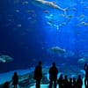 Istanbul Aquarium Ticket & Shuttle Istanbul Aquarium Experiences - Image 2