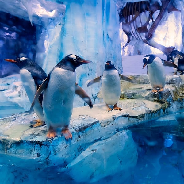 Dubai Aquarium & Underwater Zoo - All Access Pass Recently Added Experiences